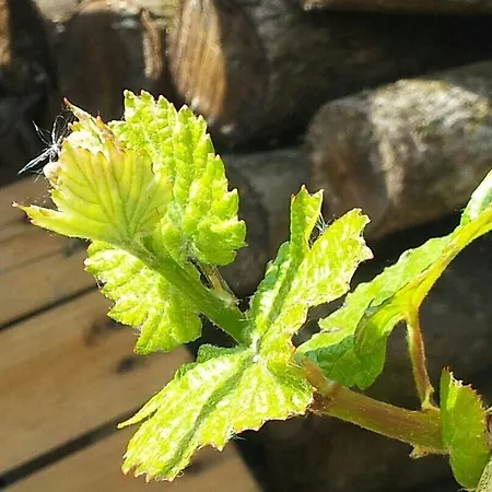 Gaestehaus In Valwig