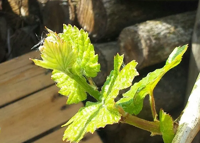 Gaestehaus In ヴァルヴィヒ